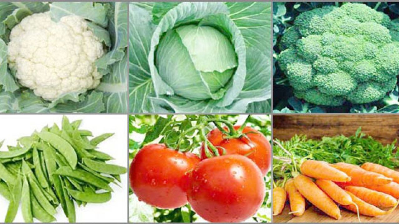 শীতকালীন সবজি ও ফুল চাষ শুরু করার সময় ও কৌশল