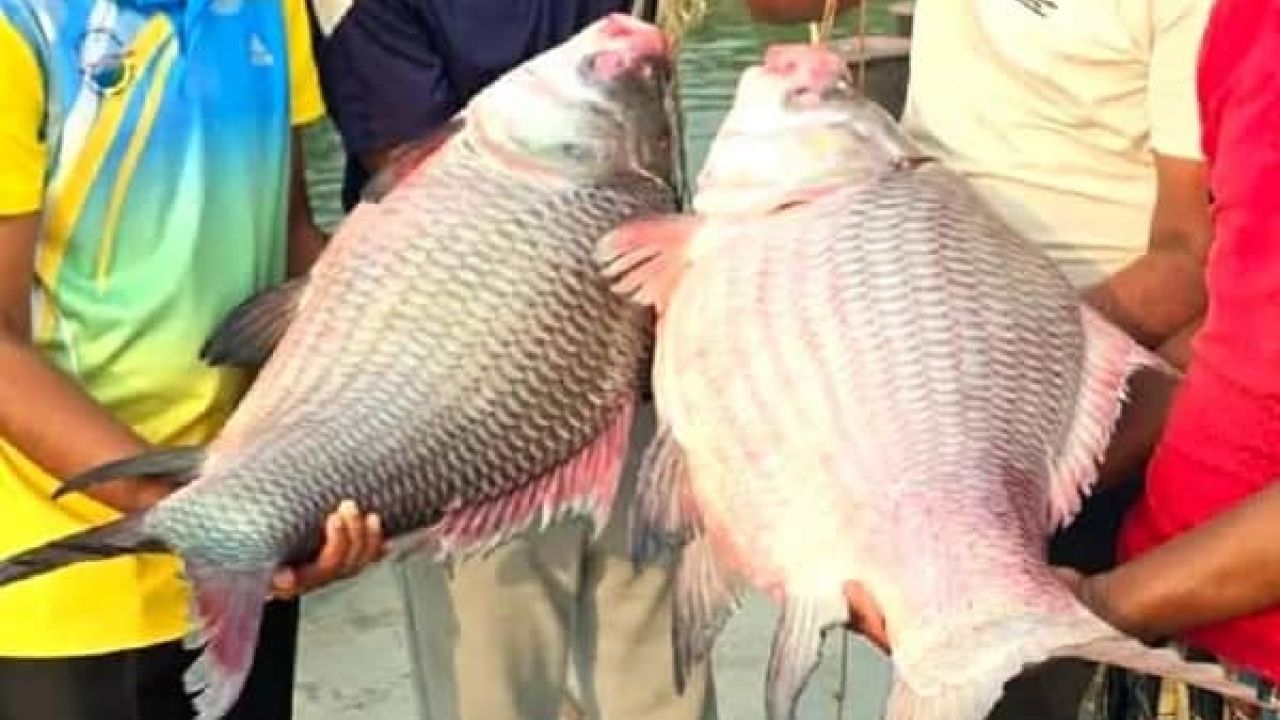 গোয়ালন্দে পদ্মায় ধরা পরলো বিরাট দুই কাতলা, বিক্রি ৯১ হাজার টাকা