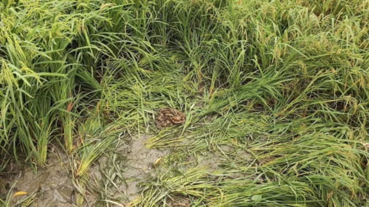 প্রতিবন্ধী তরুণীকে রাতভর গণধর্ষণ, হাত-পা বাঁধা অবস্থায় ধান ক্ষেত থেকে উদ্ধার 