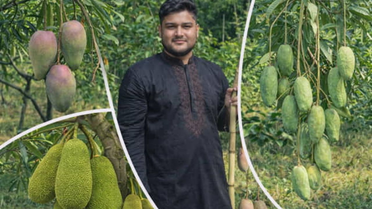 টিউশনির টাকায় শুরু  ফলবাগান থেকে সাকিনের বাৎসরিক আয় ৫-৭ লাখ টাকা