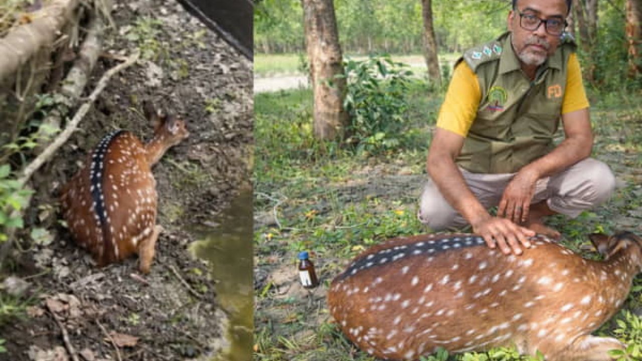 বরগুনায় বাড়িতে হরিণ ঢুকে পড়ায় চাঞ্চল্য, বন বিভাগের উদ্ধার