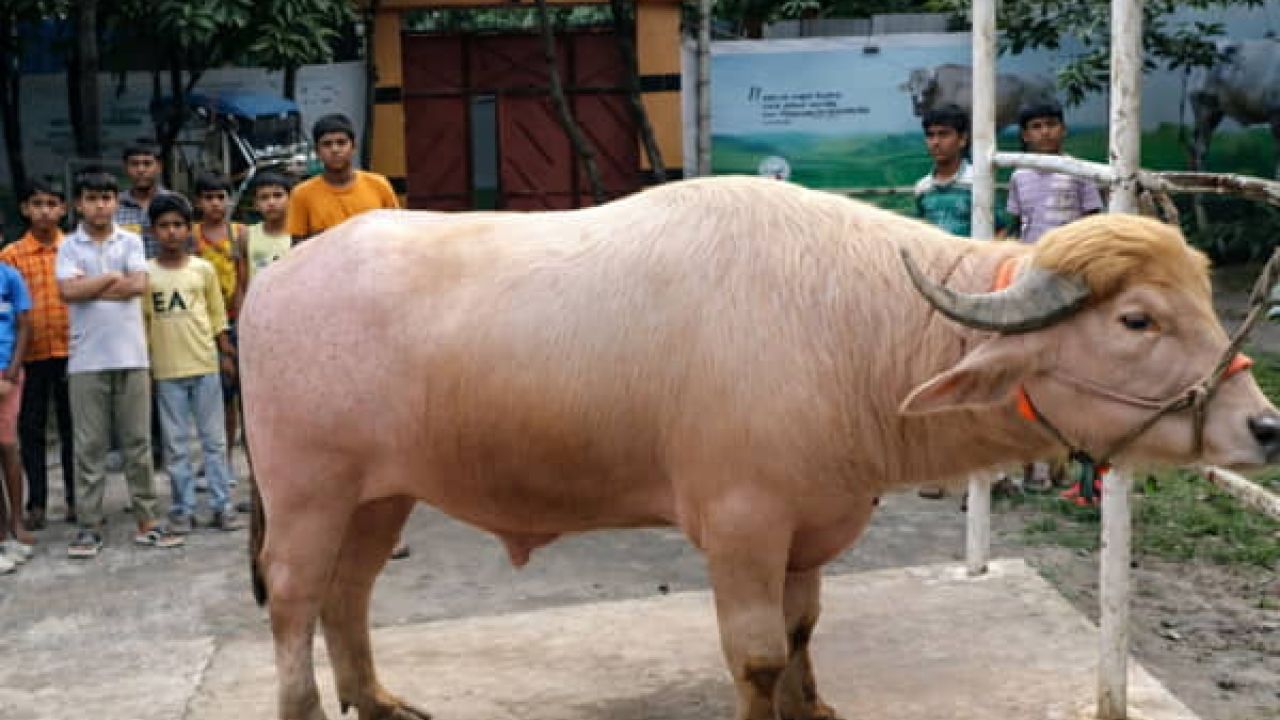 ঢাকায় আসছে ভাইরাল ৭০০ কেজির ‘ডোনাল্ড ট্রাম্প’ মহিষ