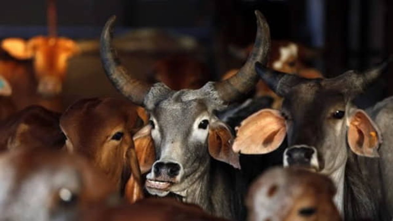 পশ্চিমবঙ্গে পশু জবাইয়ে কঠোর বিধিনিষেধ 