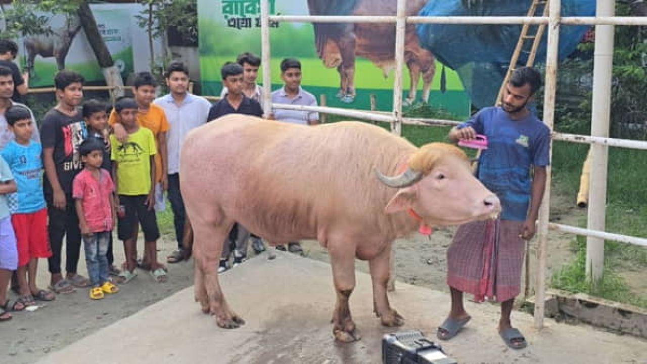  নারায়ণগঞ্জের খামারিরা যেভাবে বিশ্বনেতাদের নামে গরু-মহিষ বিক্রি করলেন ঈদের আগেই