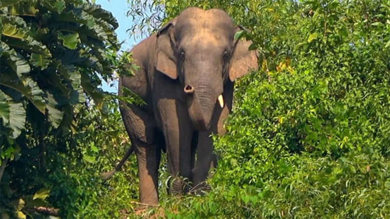 জামালপুরে ‘বন্য হাতির আক্রমণে’ শ্রমিকের মৃত্যু