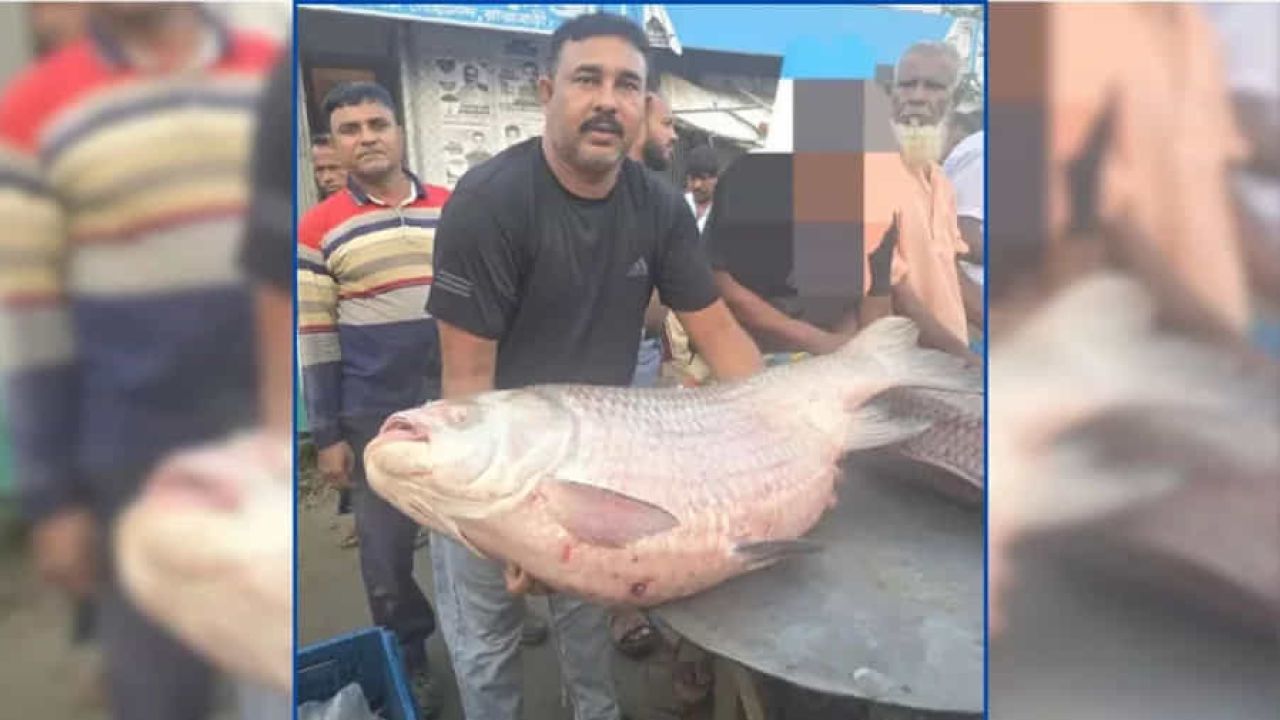 পদ্মার ৩৫ কেজি কাতল মাছ বিক্রি ৭৩ হাজার ৫০০ টাকায়