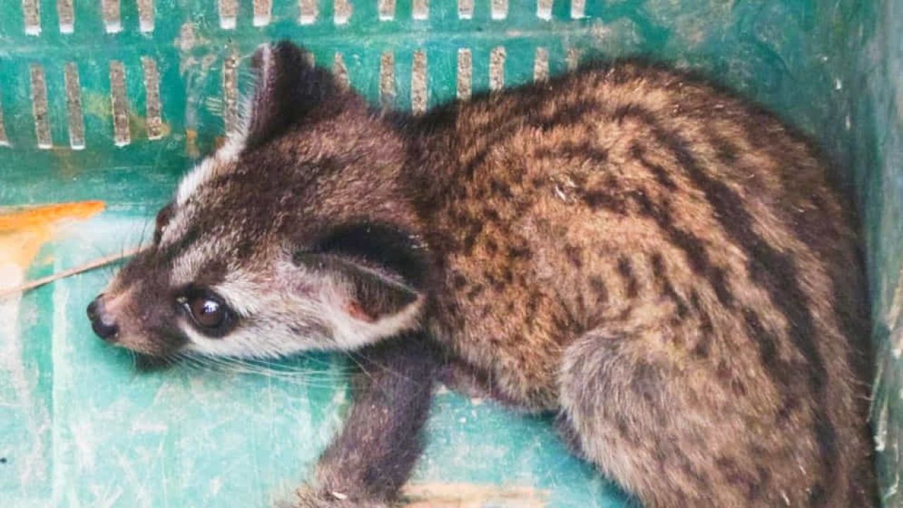 বরিশালে বিপন্ন প্রজাতির গন্ধগোকুল উদ্ধার