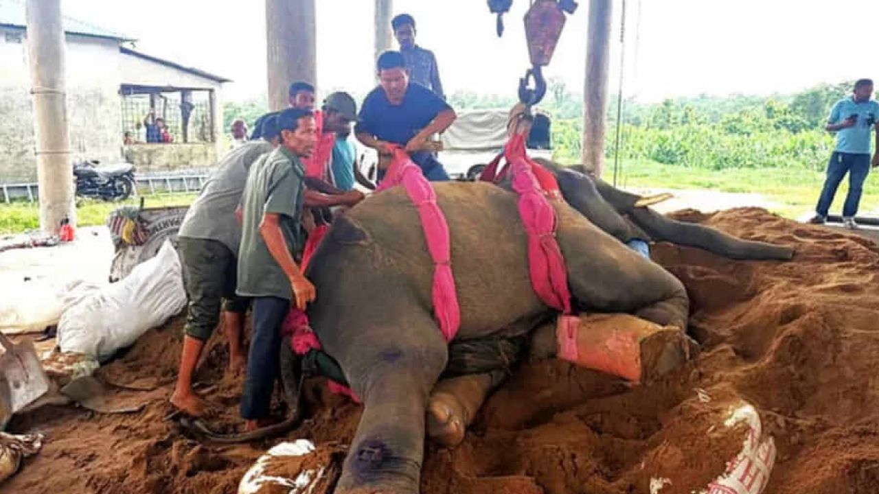 রাজু বাহাদুর অন্য হাতির আক্রমণে আহত, চিকিৎসায় থাই চিকিৎসক দল
