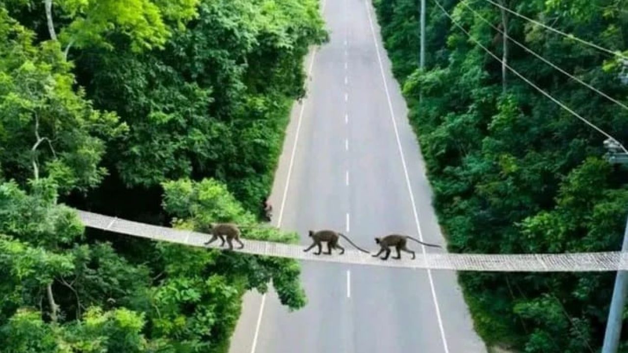 মধুপুর বনাঞ্চলে বন্যপ্রাণীর সুরক্ষায় রোপওয়ে নির্মাণ