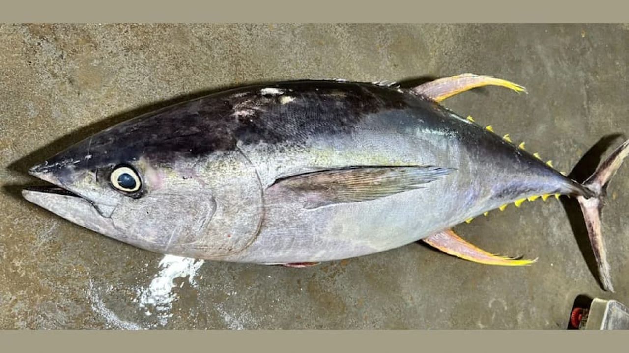 কুয়াকাটায় জেলের জালে ২৯ কেজির বিরল ইয়েলোফিন টুনা