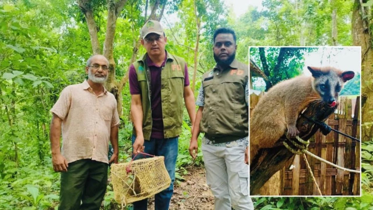 রাঙামাটি থেকে উদ্ধার হিমালয়ান গন্ধগোকুল পাবলাখালী অভয়ারণ্যে অবমুক্ত